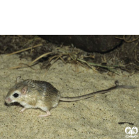 گونه جربیل بلوچی  Baluchistan Gerbil